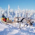 Reindeer Safari in Rovaniemi