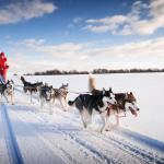 Rovaniemi winter tours