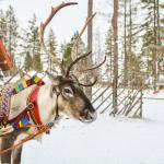 Lapland reindeer safari