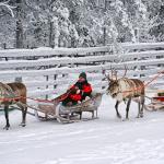 Lapland winter safari