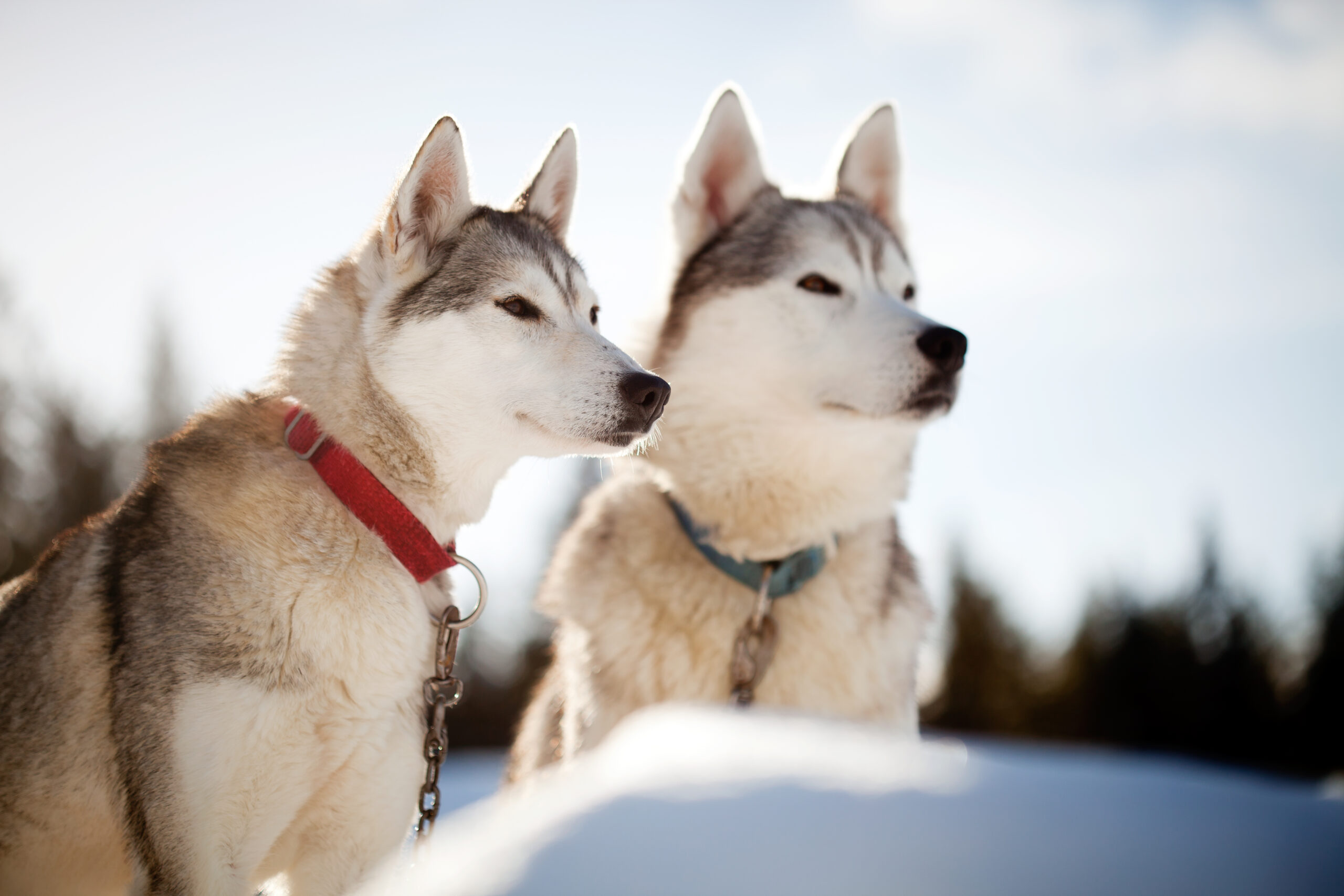 Rovaniemi Husky Farm Visit and Safari Autumn